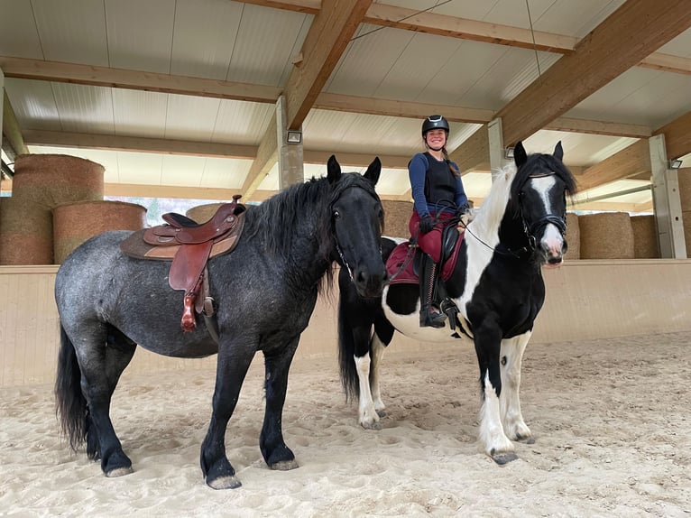 Barocco pinto Giumenta 5 Anni 155 cm Pezzato in Nöstach