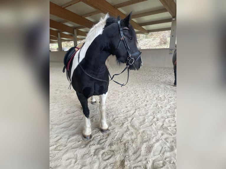 Barocco pinto Giumenta 5 Anni 155 cm Pezzato in Nöstach