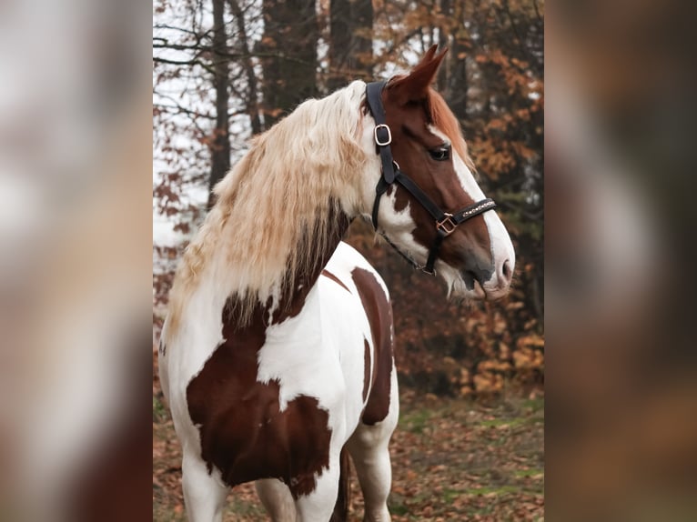 Barocco pinto Giumenta 5 Anni 158 cm Pezzato in Saarlouis