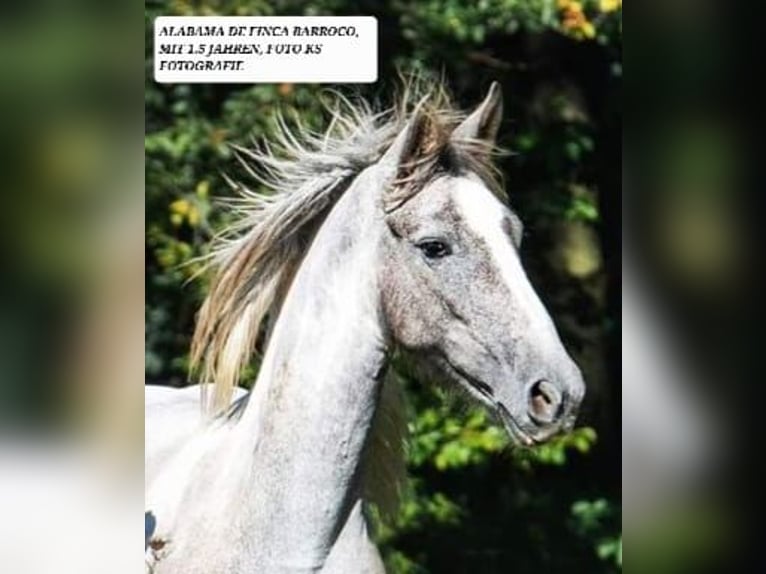 Barocco pinto Giumenta 5 Anni 159 cm Grigio in Chiclana de la Frontera