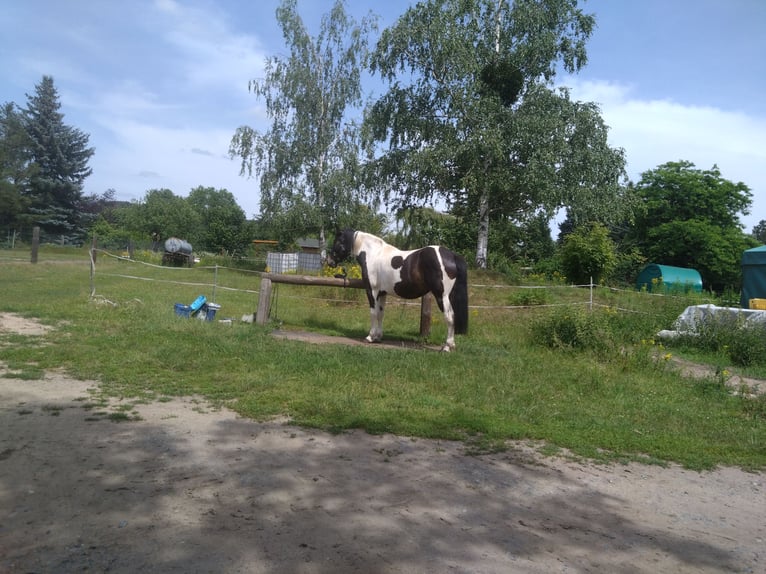 Barocco pinto Giumenta 5 Anni 160 cm Pezzato in Pirna