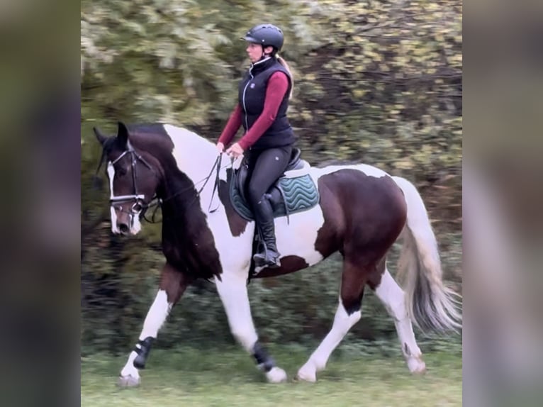 Barocco pinto Giumenta 5 Anni 166 cm Pezzato in Leer (Ostfriesland)