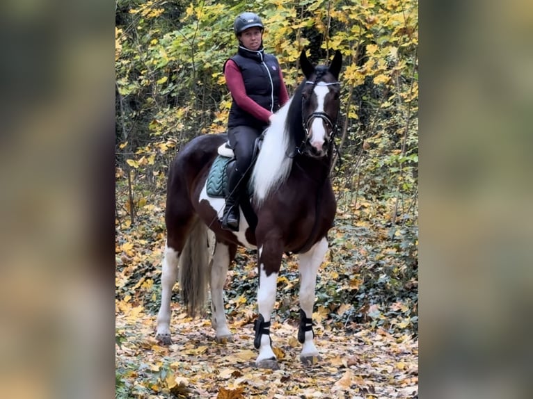 Barocco pinto Giumenta 5 Anni 166 cm Pezzato in Leer (Ostfriesland)