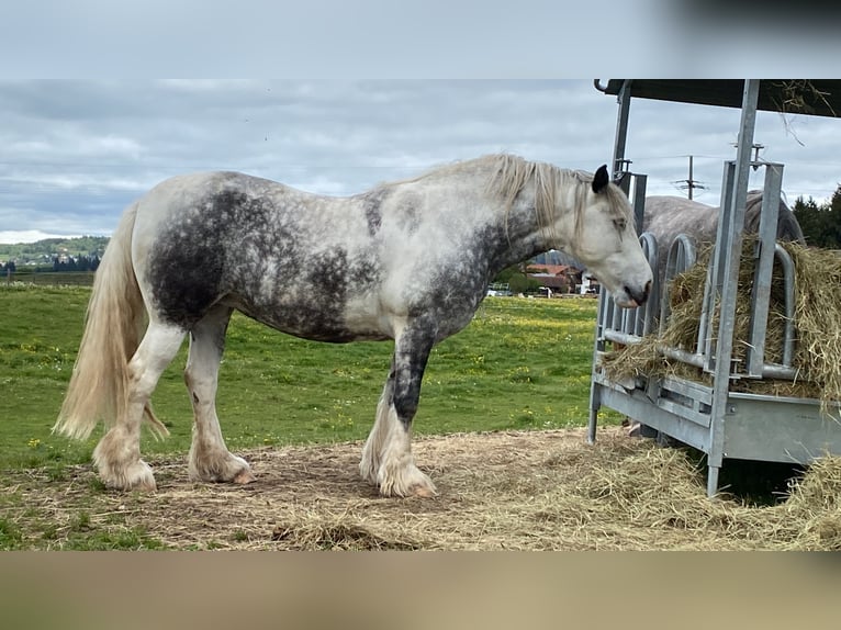 Barocco pinto Giumenta 6 Anni 160 cm Pezzato in SchwangauSchwangau