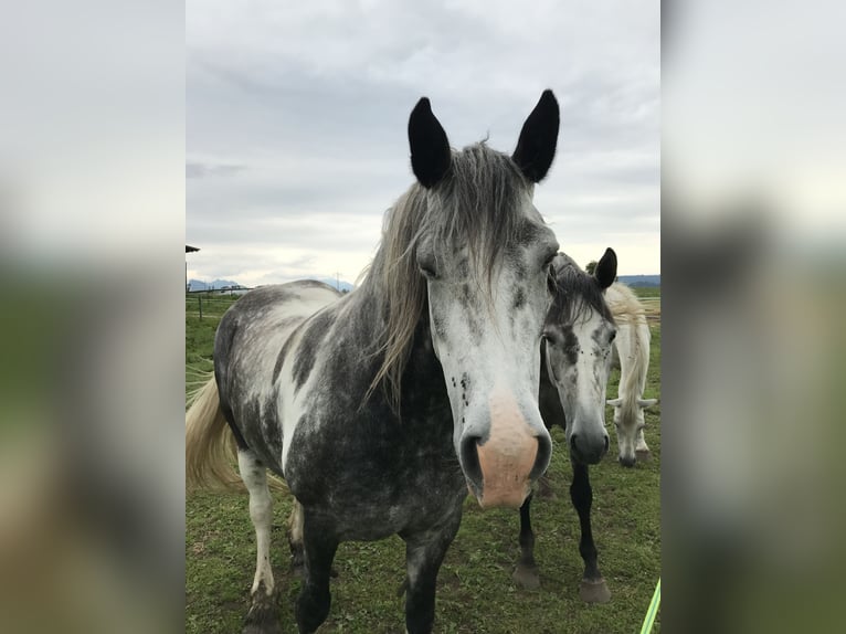 Barocco pinto Giumenta 6 Anni 160 cm Pezzato in SchwangauSchwangau