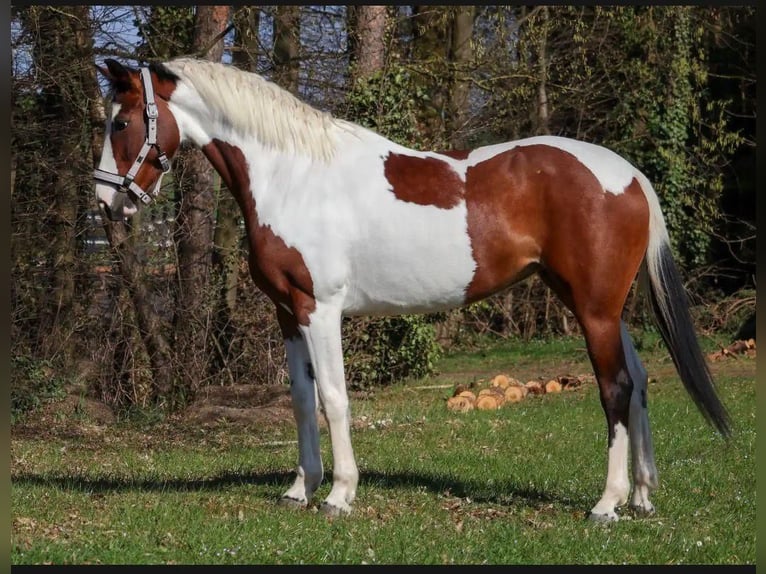 Barocco pinto Giumenta 6 Anni 161 cm Pezzato in Überherrn