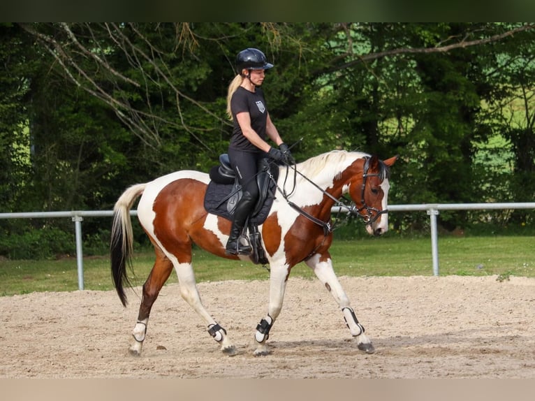 Barocco pinto Giumenta 6 Anni 161 cm Pezzato in Überherrn