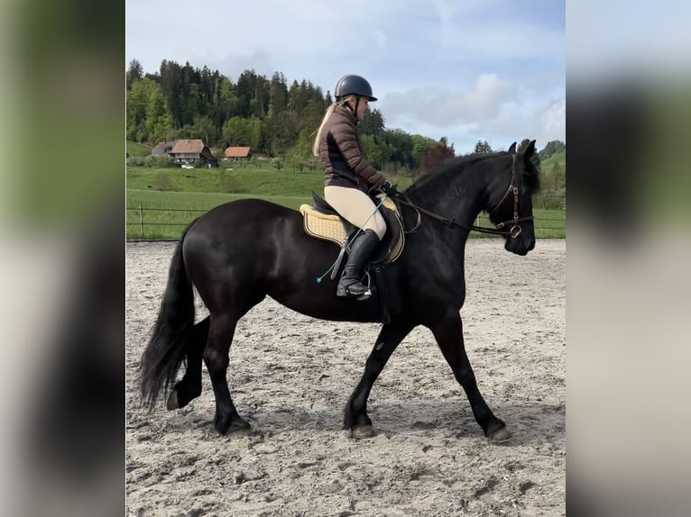 Barocco pinto Giumenta 6 Anni 168 cm Morello in Schmidigen-Mühleweg