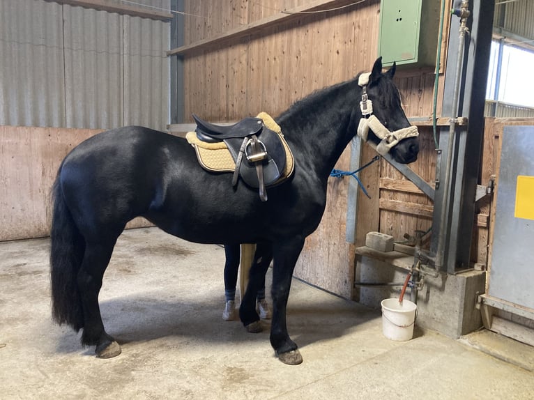 Barocco pinto Giumenta 6 Anni 168 cm Morello in Schmidigen-Mühleweg