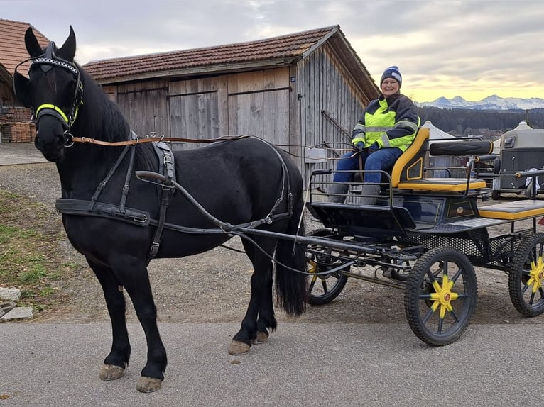 Barocco pinto Giumenta 6 Anni 168 cm Morello in Schmidigen-Mühleweg