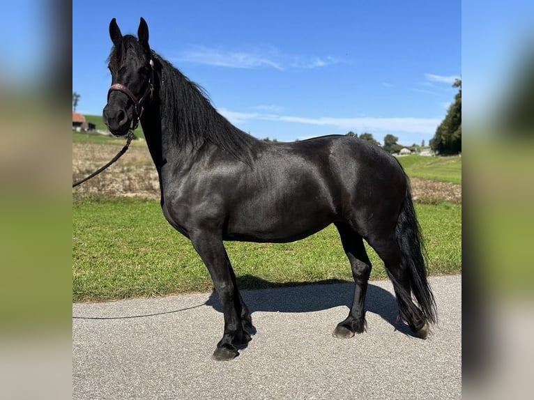 Barocco pinto Giumenta 6 Anni 168 cm Morello in Schmidigen-Mühleweg