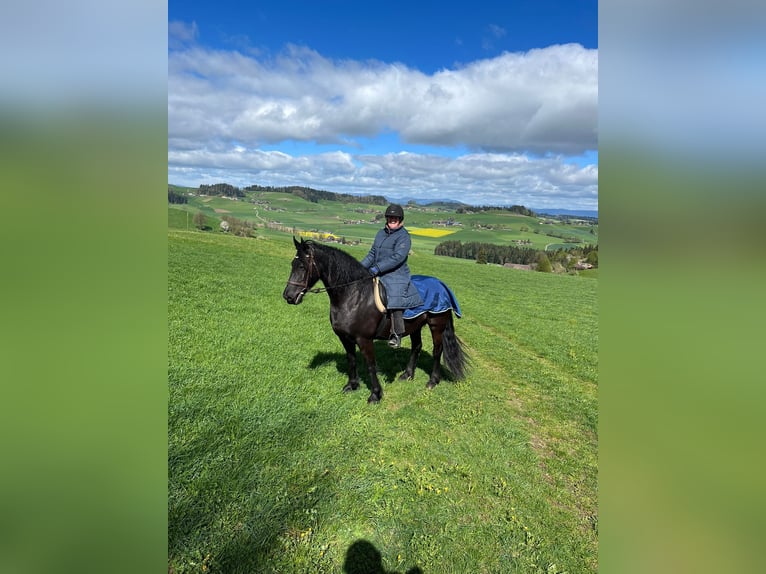 Barocco pinto Giumenta 6 Anni 168 cm Morello in Schmidigen-Mühleweg