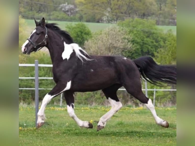 Barocco pinto Giumenta 6 Anni Tobiano-tutti i colori in Paide