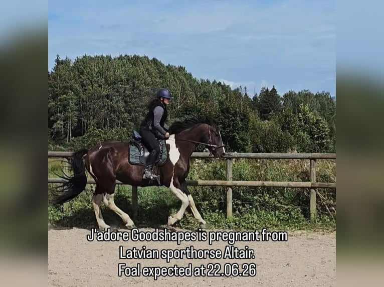 Barocco pinto Giumenta 6 Anni Tobiano-tutti i colori in Paide
