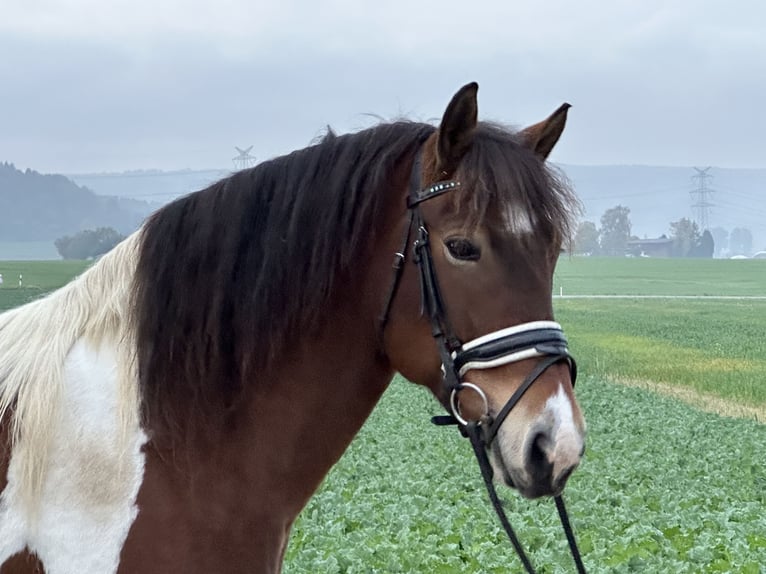 Barocco pinto Giumenta 7 Anni 154 cm Pezzato in Riedlingen