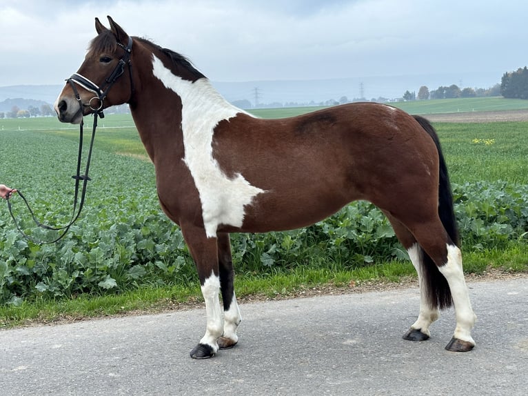 Barocco pinto Giumenta 7 Anni 154 cm Pezzato in Riedlingen