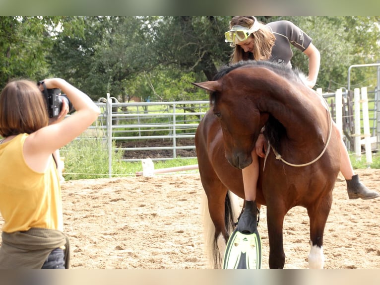 Barocco pinto Giumenta 7 Anni 155 cm Pezzato in Milzau