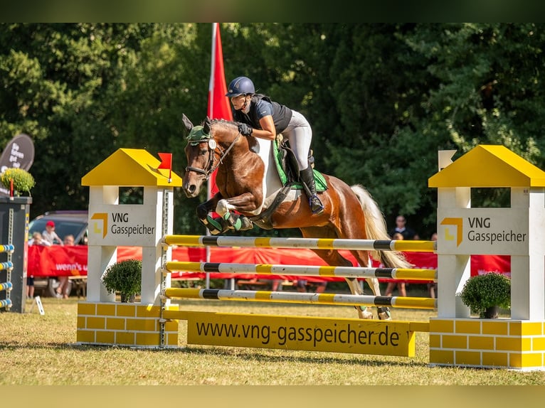 Barocco pinto Giumenta 7 Anni 155 cm Pezzato in Milzau