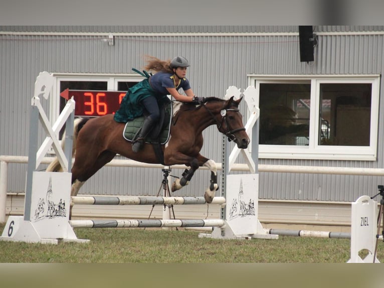 Barocco pinto Giumenta 7 Anni 155 cm Pezzato in Milzau