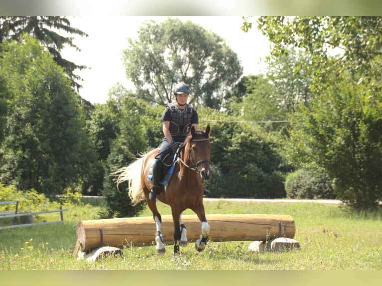 Barocco pinto Giumenta 7 Anni 155 cm Pezzato in Milzau