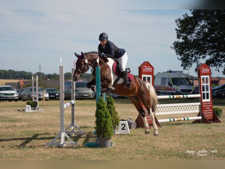 Barocco pinto Giumenta 7 Anni 155 cm Pezzato in Milzau