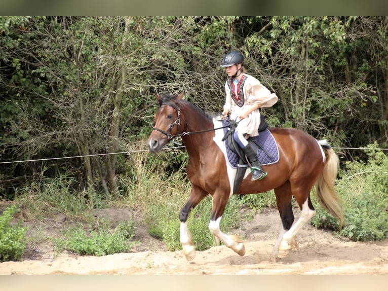 Barocco pinto Giumenta 7 Anni 155 cm Pezzato in Milzau