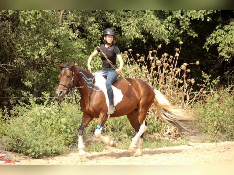 Barocco pinto Giumenta 7 Anni 155 cm Pezzato in Milzau