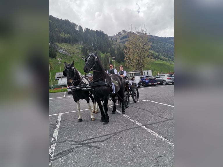 Barocco pinto Giumenta 7 Anni 160 cm Pezzato in Rauris