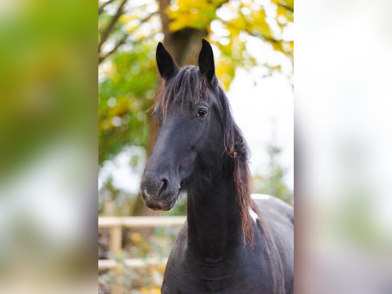 Barocco pinto Giumenta 7 Anni Pezzato in Paide