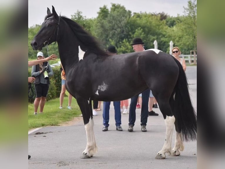 Barocco pinto Giumenta 7 Anni Pezzato in Paide