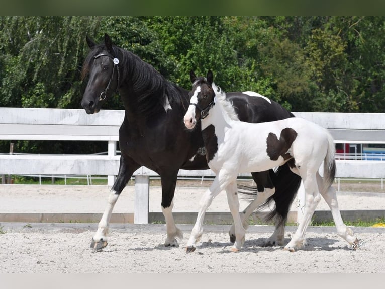 Barocco pinto Giumenta 7 Anni Pezzato in Paide