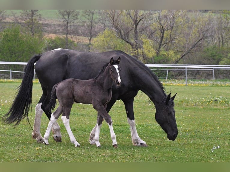 Barocco pinto Giumenta 7 Anni Pezzato in Paide