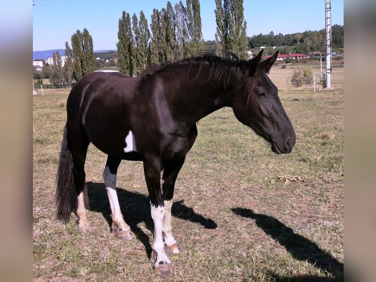 Barocco pinto Giumenta 7 Anni Pezzato in Paide