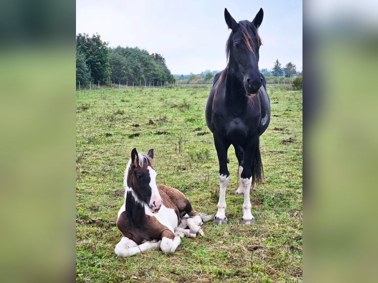 Barocco pinto Giumenta 7 Anni Pezzato in Paide