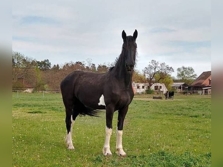 Barocco pinto Giumenta 7 Anni Pezzato in Paide