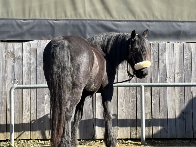 Barocco pinto Giumenta 8 Anni 155 cm Morello in Dierdorf
