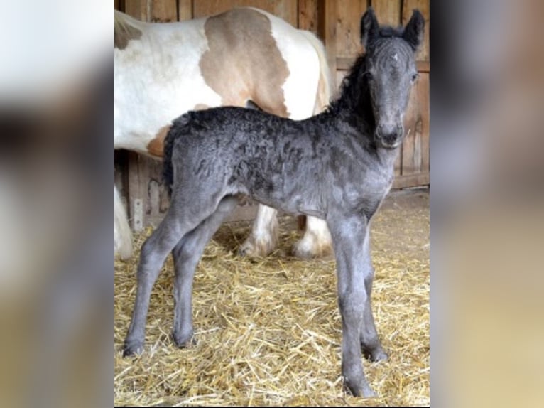 Barocco pinto Giumenta 8 Anni 155 cm Morello in Dierdorf