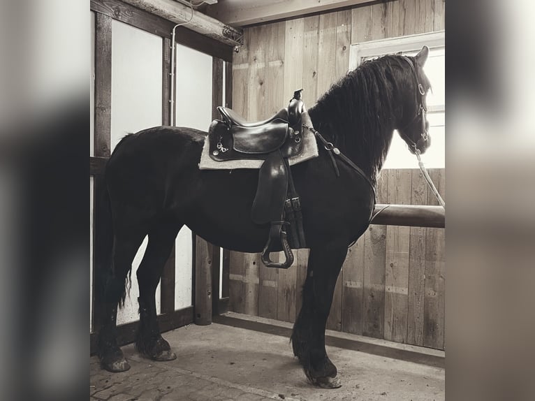 Barocco pinto Giumenta 8 Anni 155 cm Morello in Dierdorf