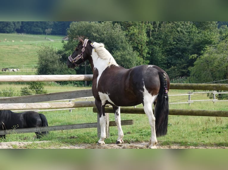 Barocco pinto Giumenta 8 Anni 158 cm Pezzato in Waakirchen