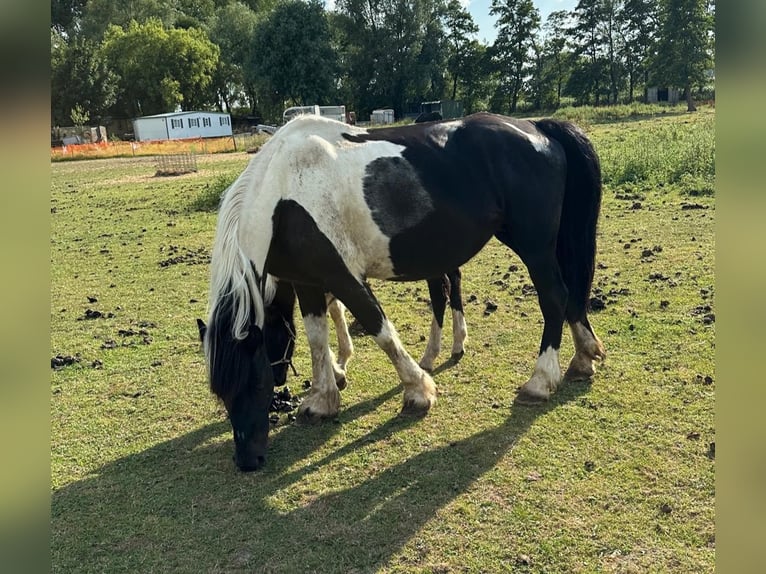 Barocco pinto Giumenta 8 Anni 165 cm Pezzato in Beneden-leeuwen