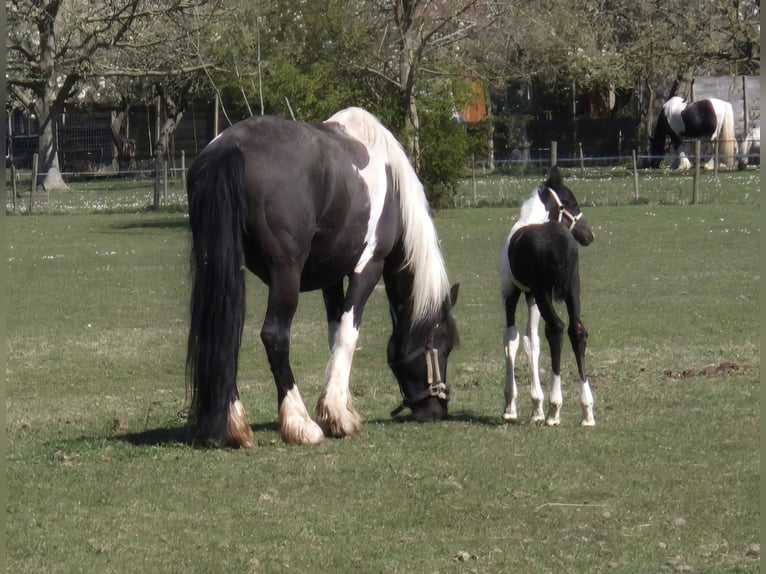 Barocco pinto Giumenta 8 Anni 165 cm Pezzato in Beneden-leeuwen
