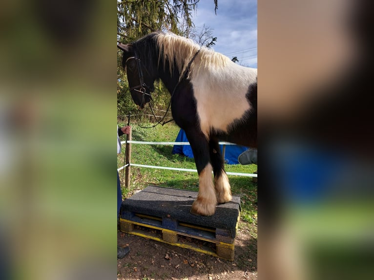 Barocco pinto Giumenta 9 Anni 155 cm Pezzato in Pottenstein