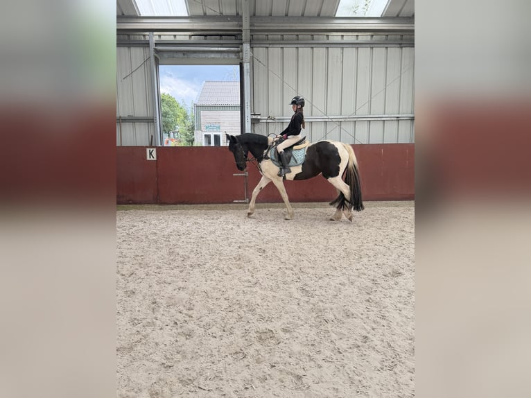 Barocco pinto Giumenta 9 Anni 161 cm Baio in Schinveld