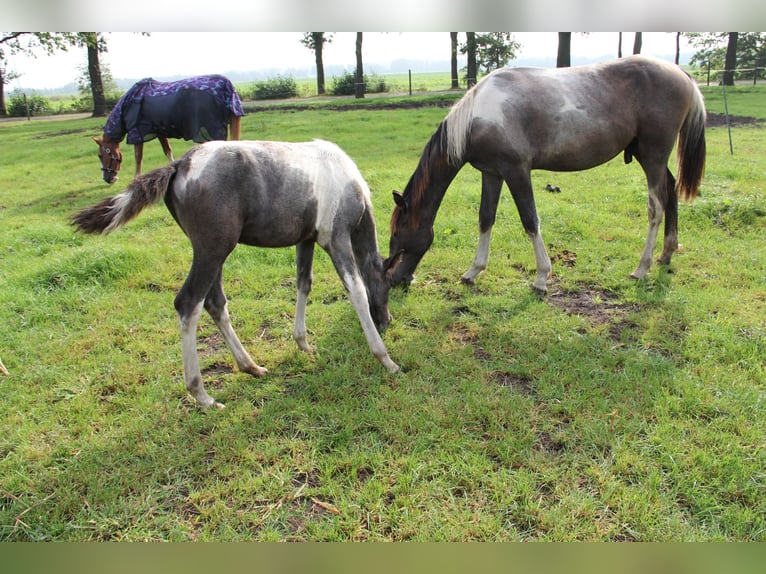 Barocco pinto Giumenta  Può diventare grigio in Barger-Compascuum