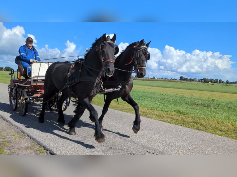 Barocco pinto Stallone 12 Anni 172 cm Tobiano-tutti i colori in Oosterzee