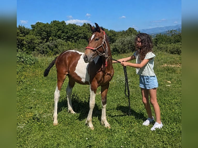 Barocco pinto Stallone 1 Anno 155 cm Pezzato in Vejer de la Frontera