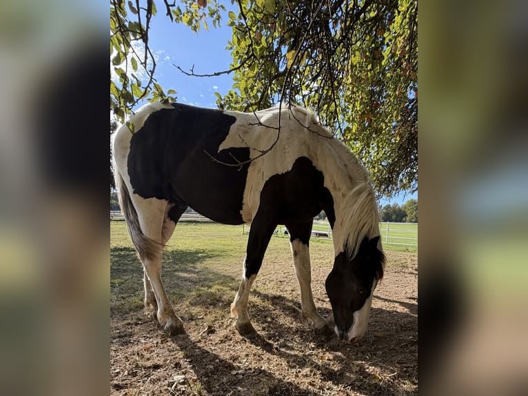 Barocco pinto Stallone 1 Anno 160 cm Pezzato in Waldbrunn (Westerwald)