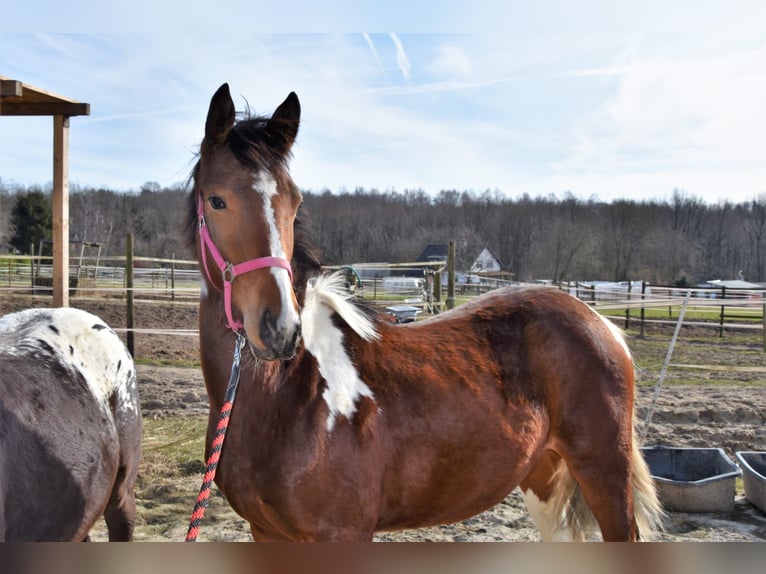 Barocco pinto Mix Stallone 1 Anno in Solingen