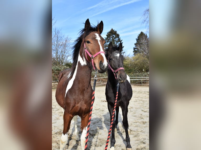 Barocco pinto Mix Stallone 1 Anno in Solingen