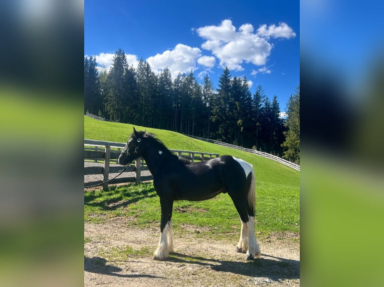 Barocco pinto Mix Stallone 1 Anno in Bischofshofen